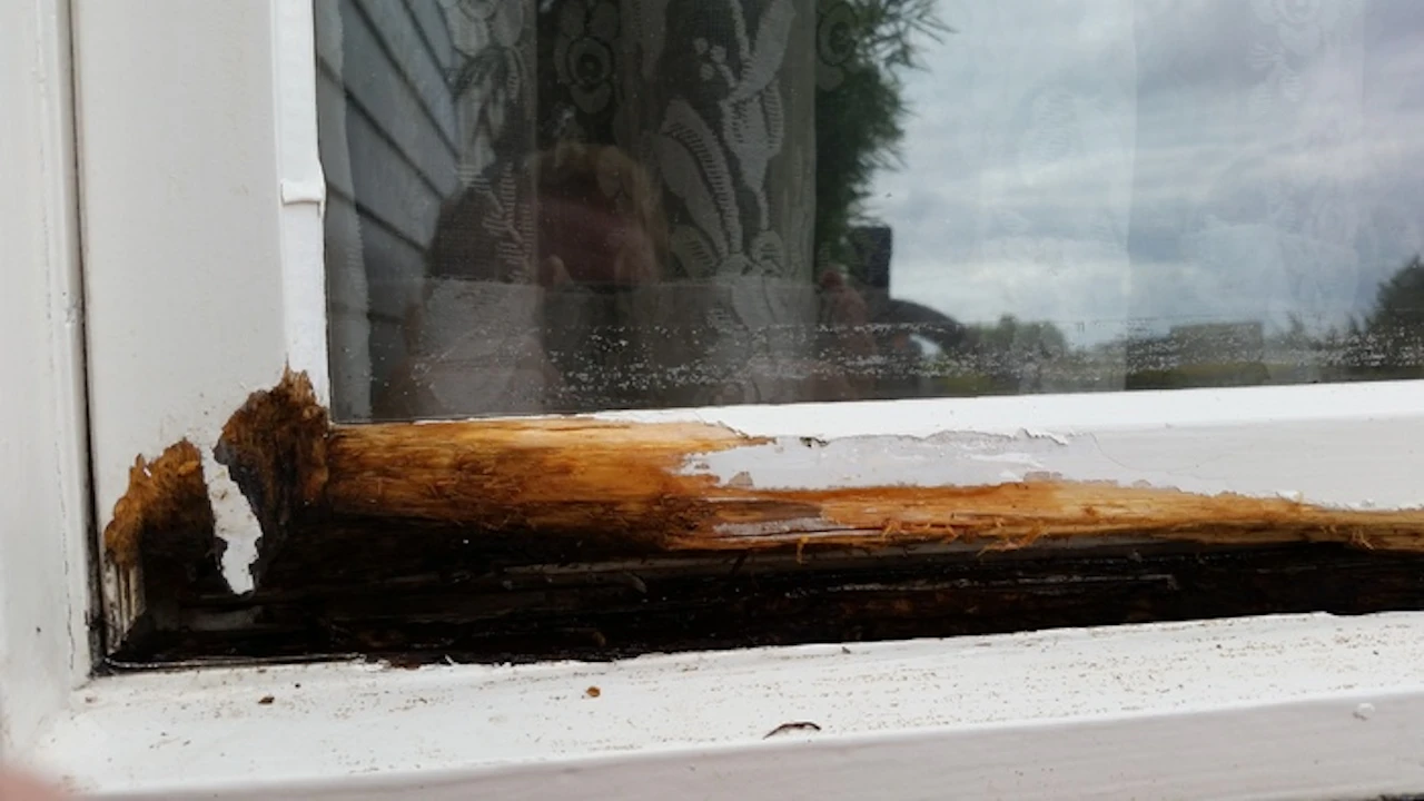 Wood Rot Repair in San Diego: Don’t Ignore Decay!